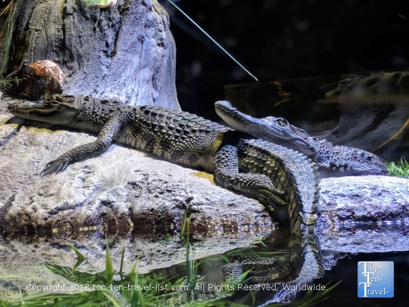 Alligator at the OdySea Aquarium in Scottsdale