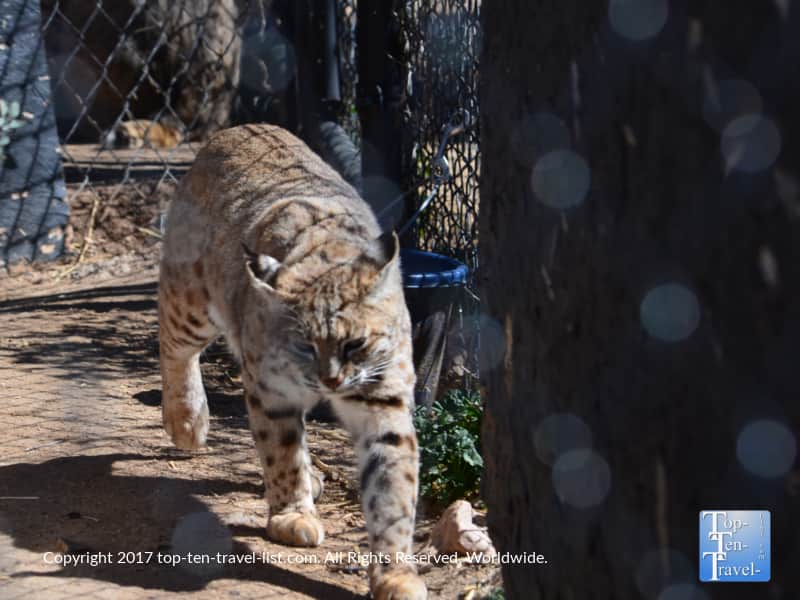 Beautiful cat at the Heritage Park Zoo in Prescott, Arizona