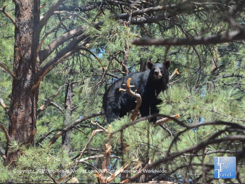 Black Bear in a tree at Bearizona in Williams