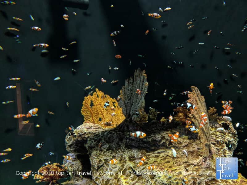 Clown fish tank at the OdySea Aquarium in Scottsdale