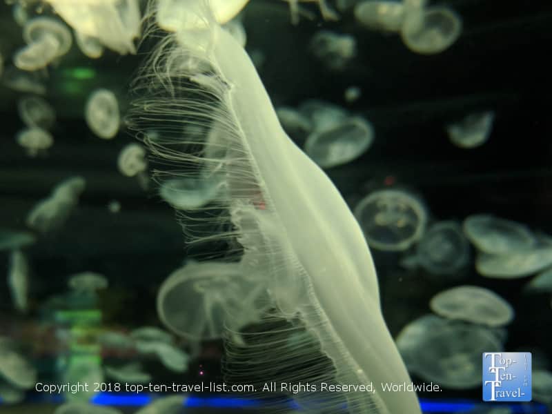 Jellyfish at the Odysea Aquarium in Scottsdale