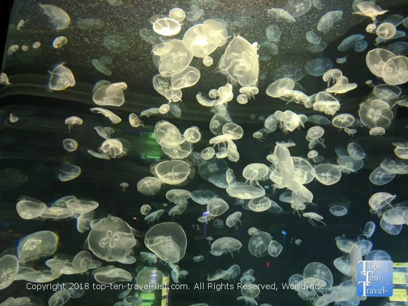 Jellyfish tank at the Odysea Aquarium in Scottsdale