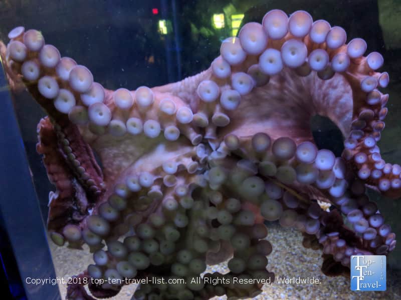Octopus at the OdySea Aquarium in Scottsdale
