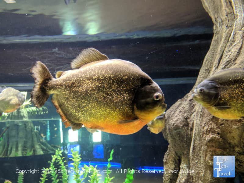 Colorful fish in Scottsdale
