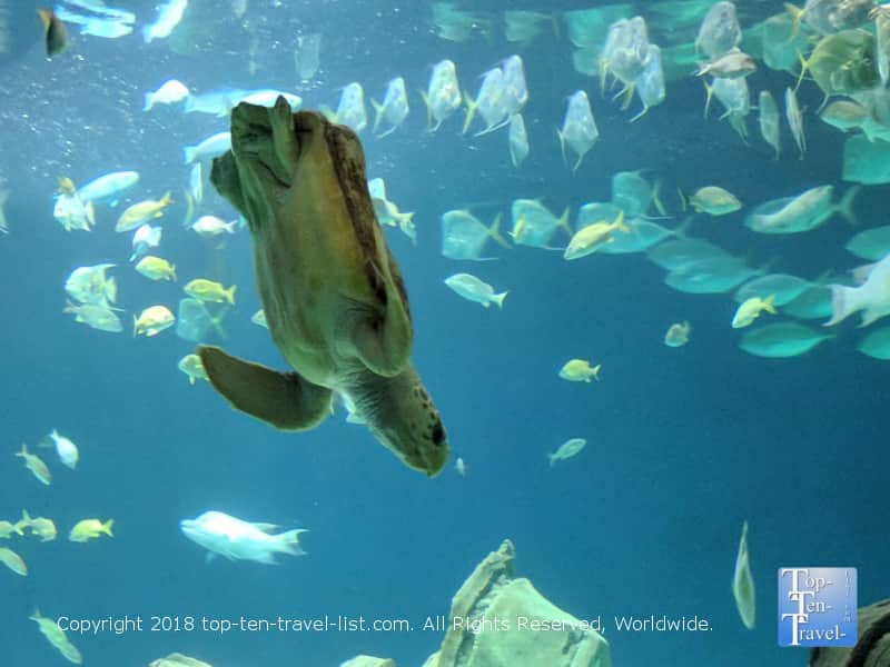 Turtle at the Odysea Aquarium in Scottsdale Arizona