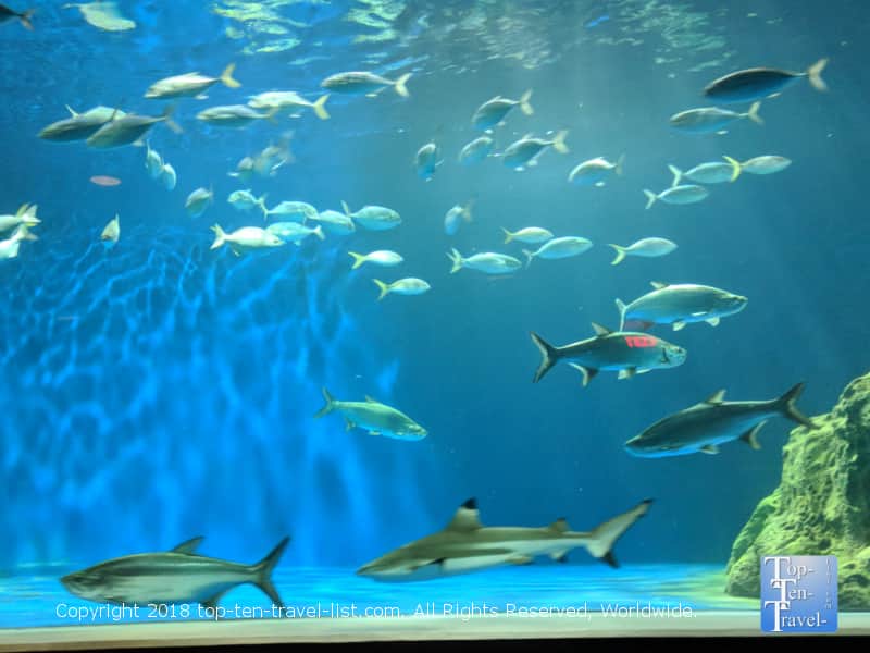 OdySea Aquarium in Scottsdale