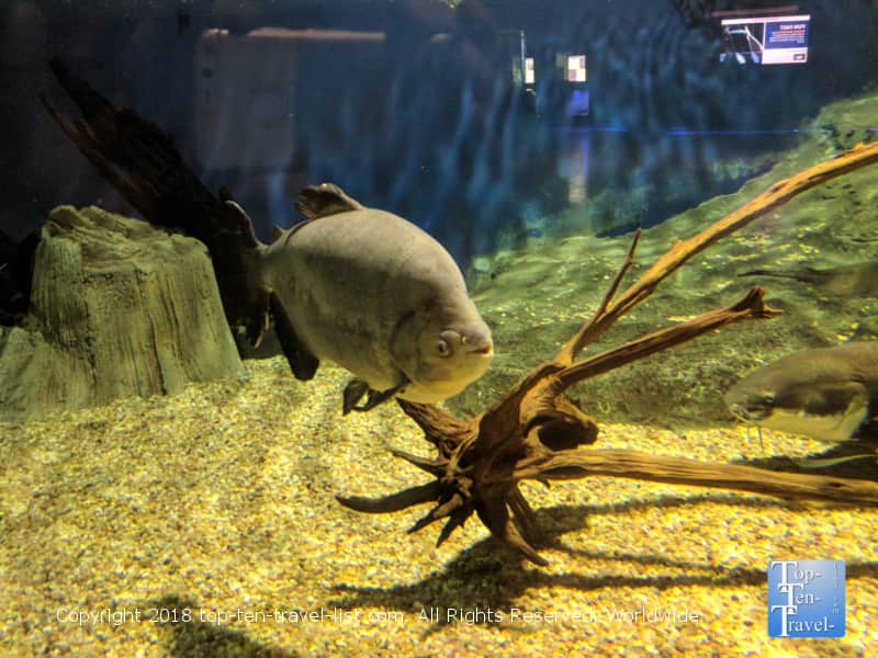 Fish tank in Scottsdale