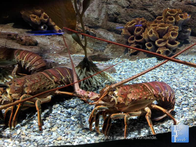 Crabs at the OdySea Aquarium in Scottsdale