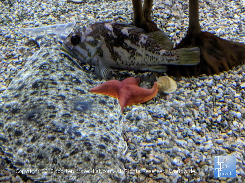 Fish that blends in with the rocks 