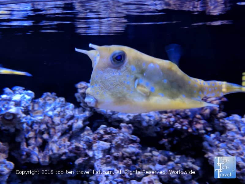 Yellow fish at the OdySea Aquarium in Scottsdale