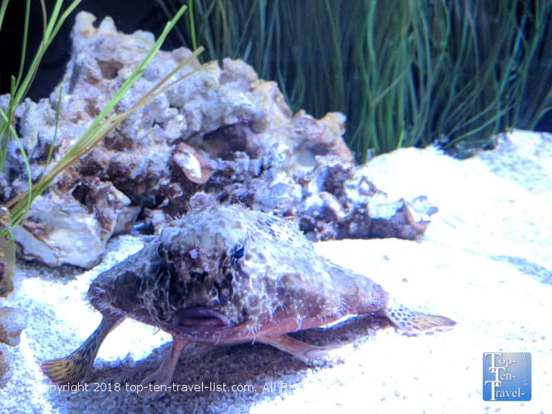 Weird looking fish with legs 