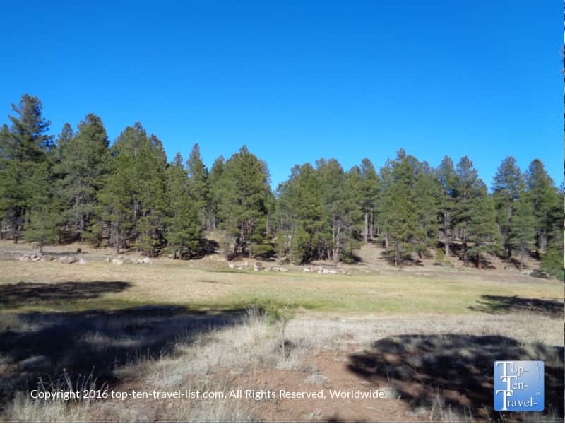 Ponderosa pines lining the Griffith Springs trail in Flagstaff, Arizona 