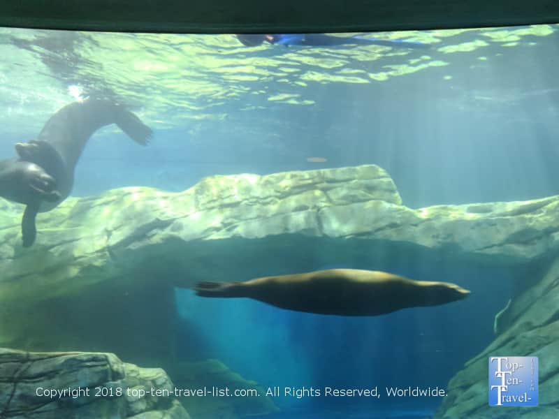 Sea lions at the OdySea Aquarium in Scottsdale