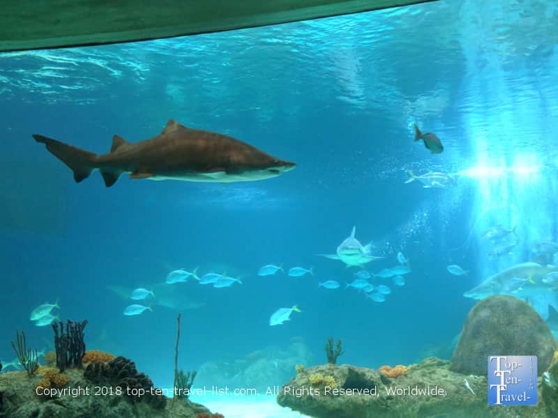 Sharks at the OdySea Aquarium in Scottsdale