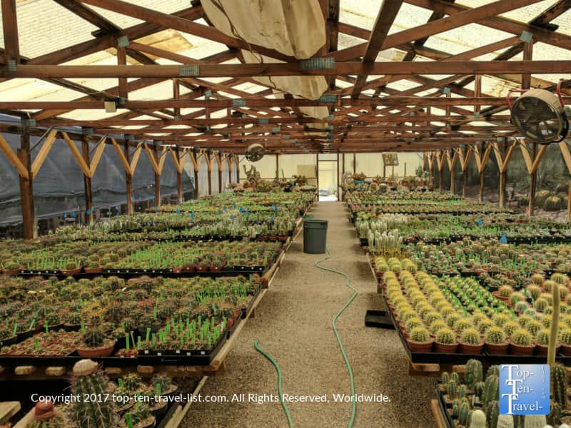 B and B Cactus Farm in Tucson, Arizona