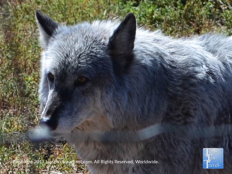 Beautiful wolf at the Rocky Mountain Wildlife Park in Pagosa Springs, Colorado