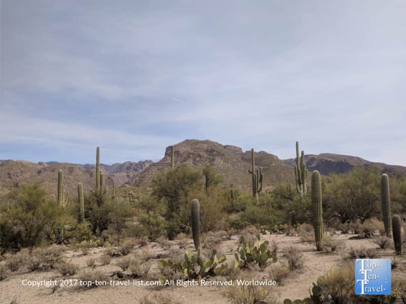 Diverse cacti species along the nature trail at Sabino Canyon in Tucson, Arizona