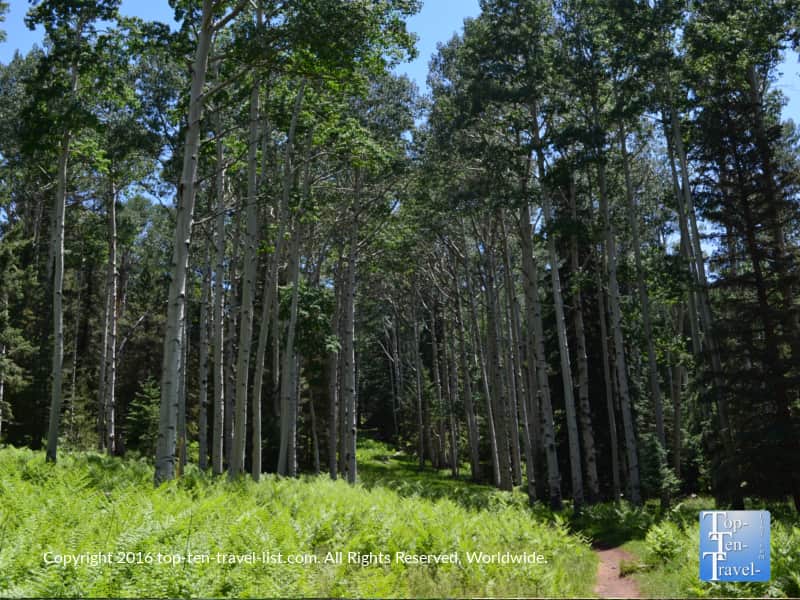The beautiful Kachina Trail in Flagstaff, Arizona 