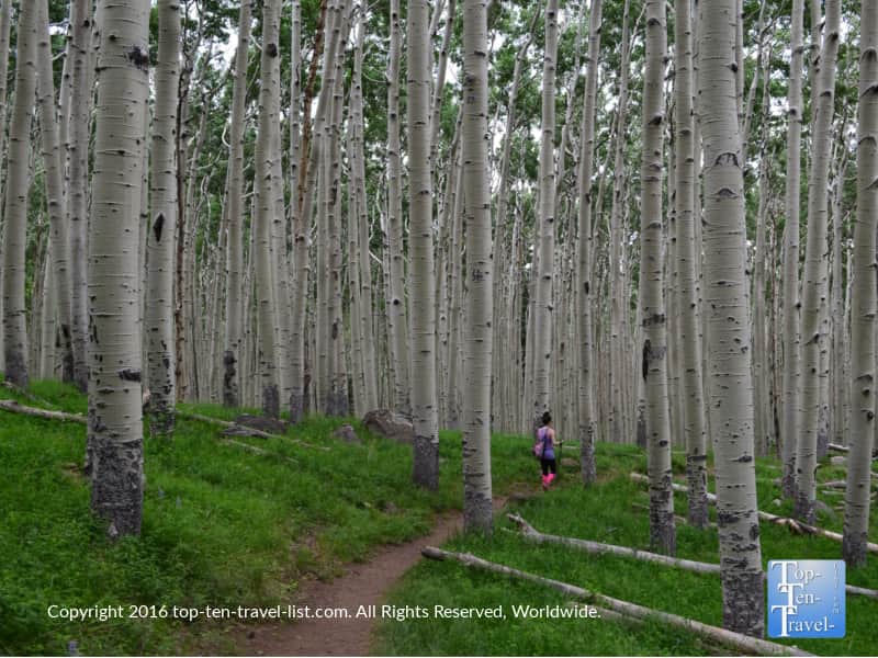 The beautiful Inner Basin trail in Flagstaff, Arizona 