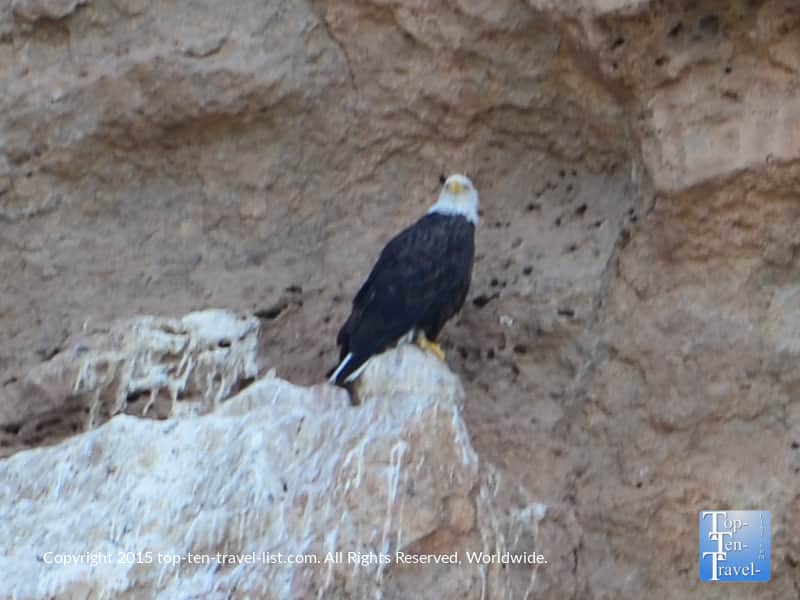 Bald eagle sighting at Saguaro Lake near Mesa, Arizona