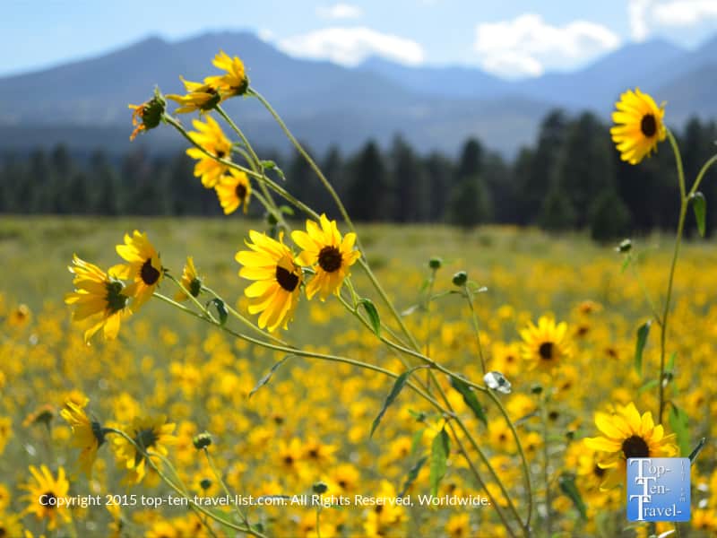 Summer wildflowers at Bonito Meadow in Flagstaff, Arizona 