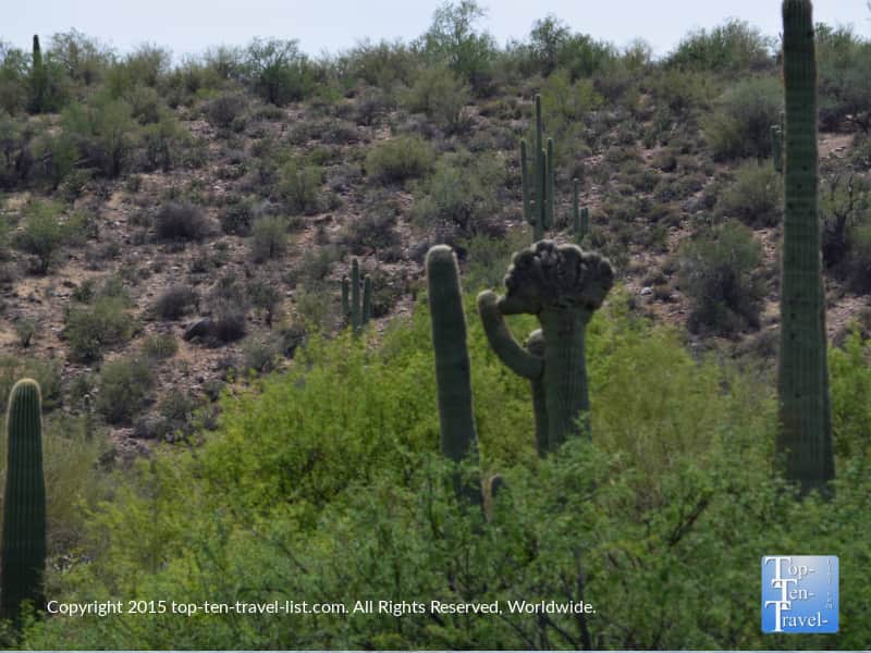 View of a Cristate cactus at Saguaro Lake near Mesa, Arizona