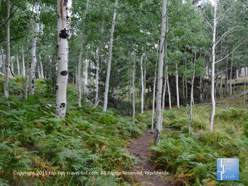 Aspen Nature Loop in Flagstaff, Arizona 