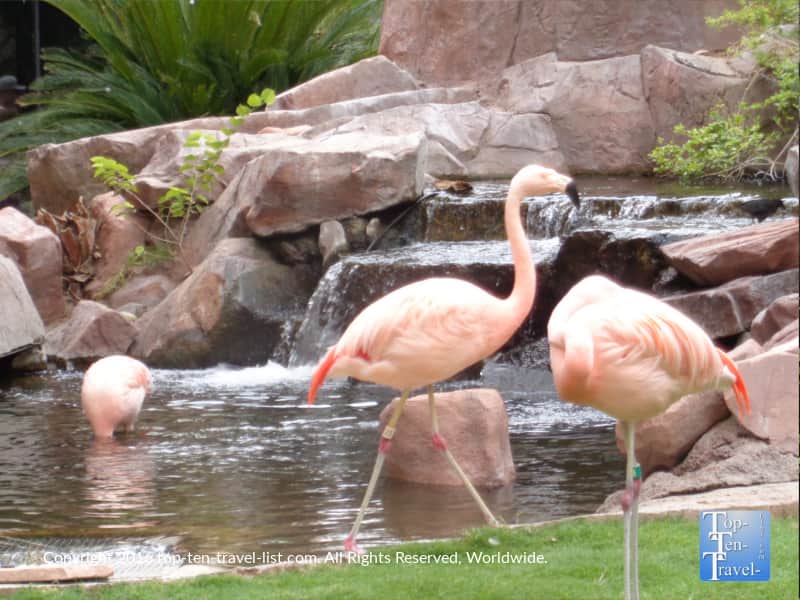 Flamingos at the Wildlife Habitat in Las Vegas, Nevada