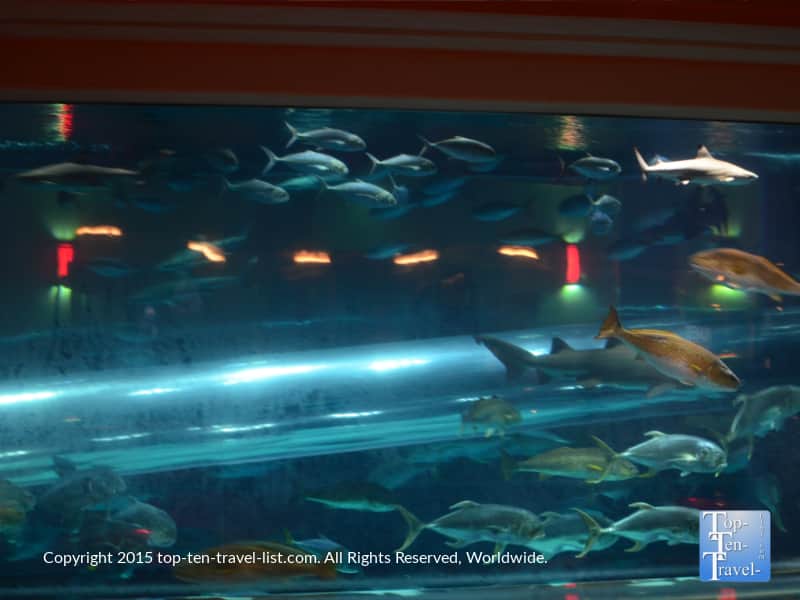 Shark tank waterslide at the Golden Nugget in Las Vegas