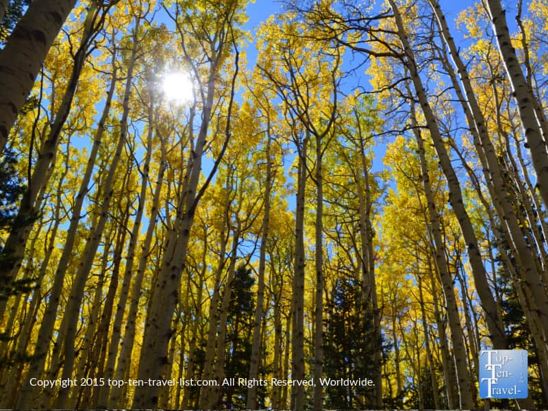 Aspens lining the Inner Basin trail in Flagstaff, Arizona