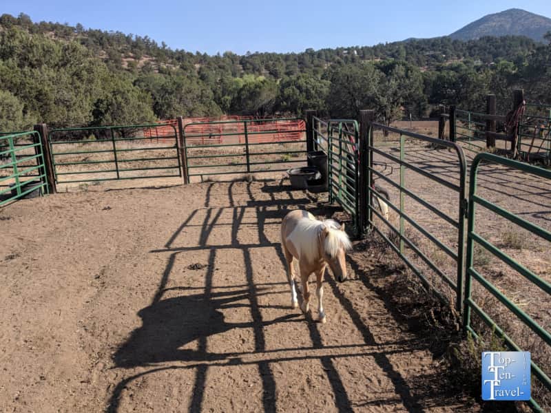 Mini horses at the Bear Mountain Lodge in Silver City, New Mexico