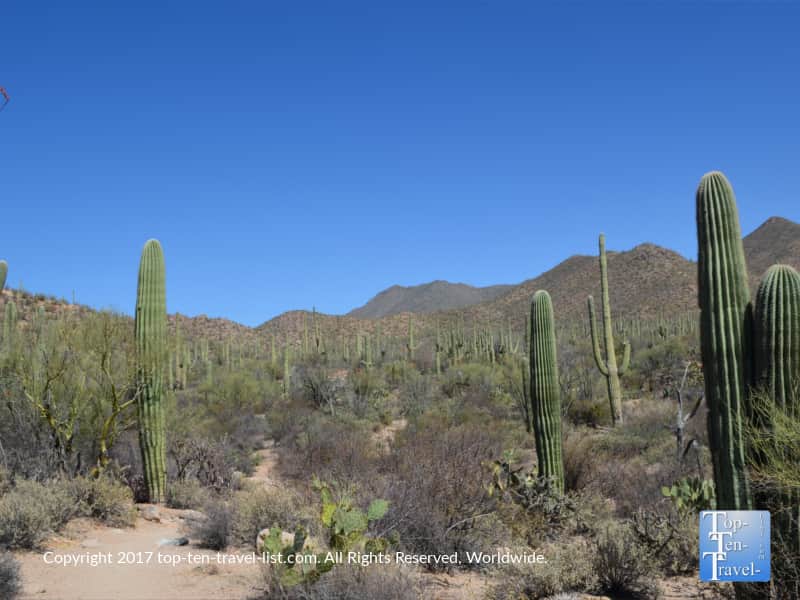 Saguaro National Park in Tucson 