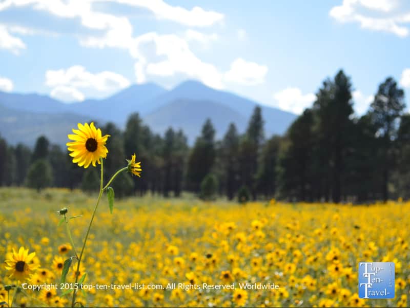 Beautiful views of the San Francisco Peaks from Bonito Meadow near Flagstaff, Arizona 