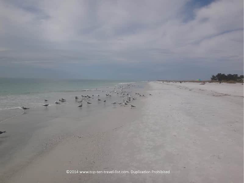 Shorebirds at Anna Maria Island in Florida