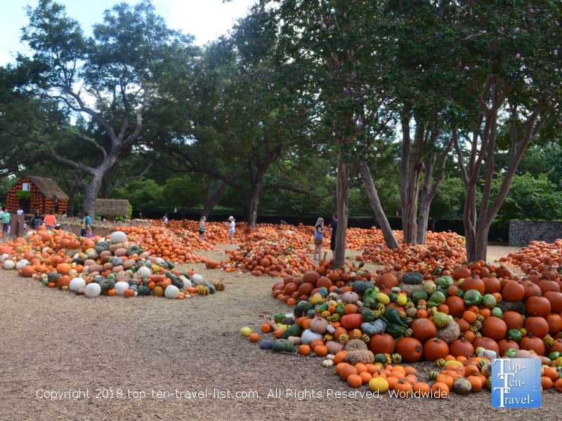 Over 90000 pumpkins at Pumpkin Village at the Dallas Arboretum