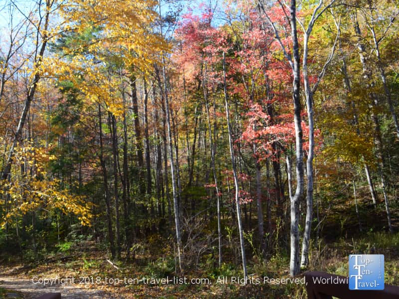 Fall foliage along the Catawba trail in North Carolina