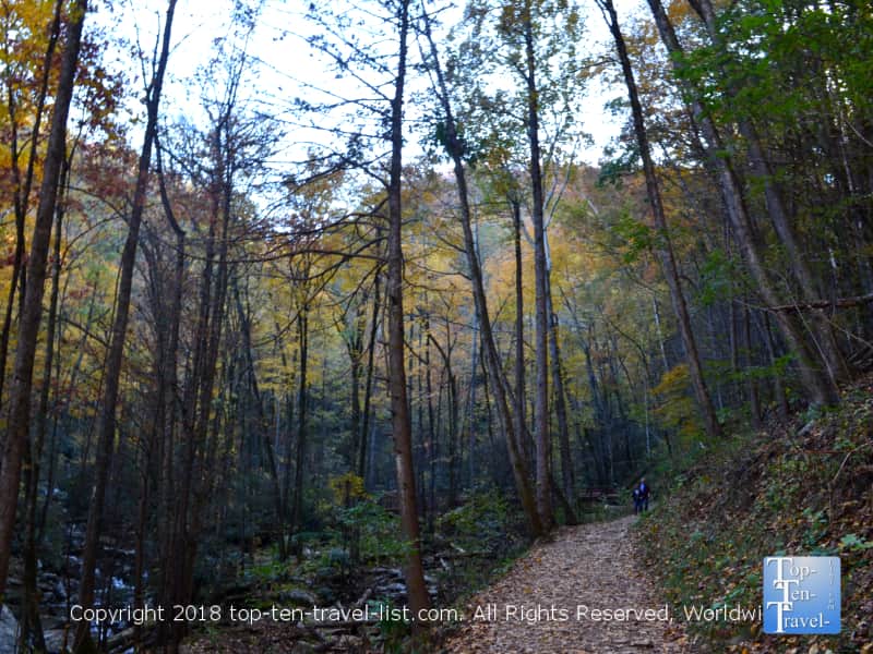 Leaves covering the Catawba falls trail early November in North Carolina