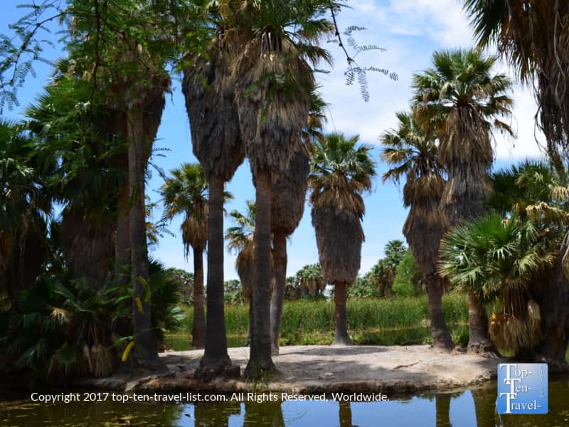 Palm trees and natural springs at Agua Caliente Park in Tucson, Arizona