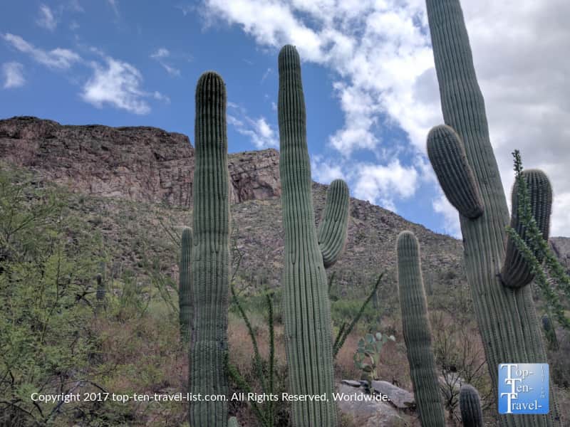 Towering Saguaro cacti lining the Pima canyon trail in Tucson, Arizona