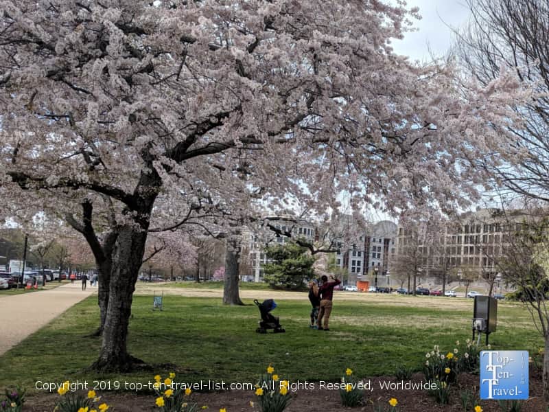 Cherry blossom tree in Washington D.C. 