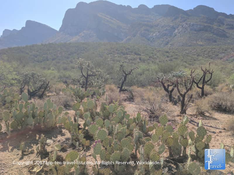 Beautiful cacti along the Linda Vista trail in Oro Valley, Arizona