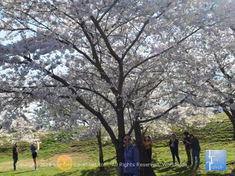 Yoshino cherry blossom in D.C.