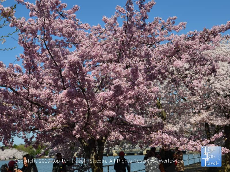 Bright pink cherry blossom at Tidal Basin Park in DC