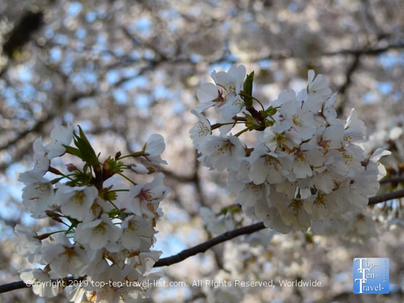 Beautiful cherry blossom trees