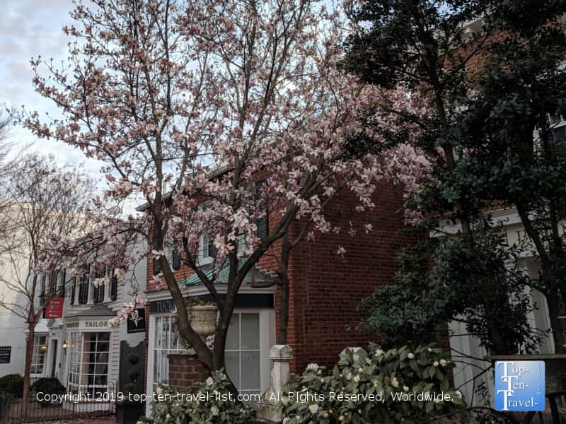 Cherry blossoms in the gorgeous historic section of Georgetown