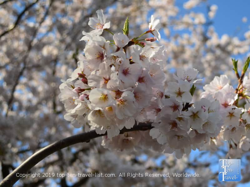 Cherry blossom trees