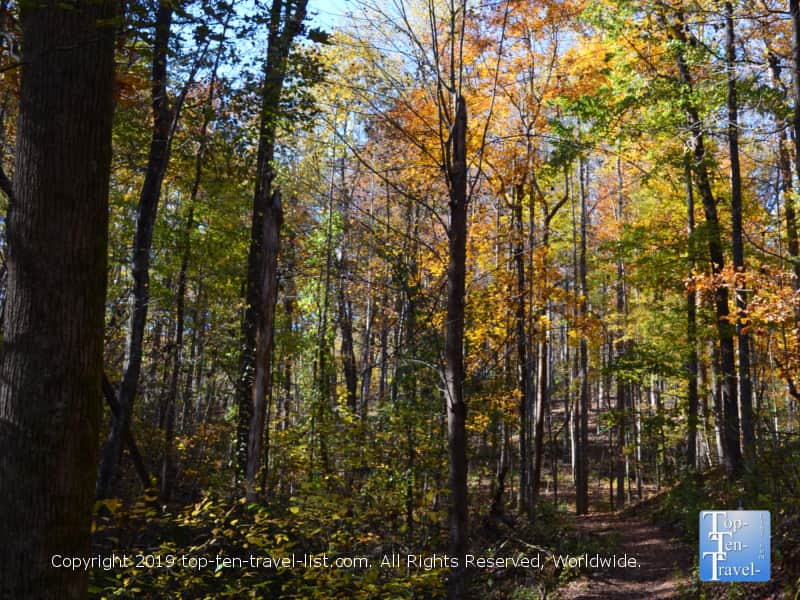 Fall foliage along the Carrick Creek nature trail