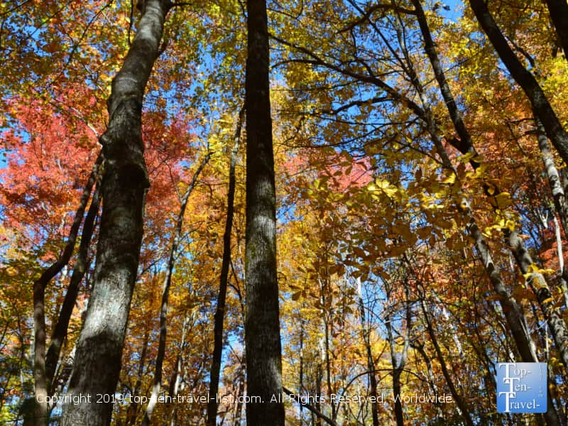 Gorgeous fall foliage at Caesars Head State Park in Upstate SC