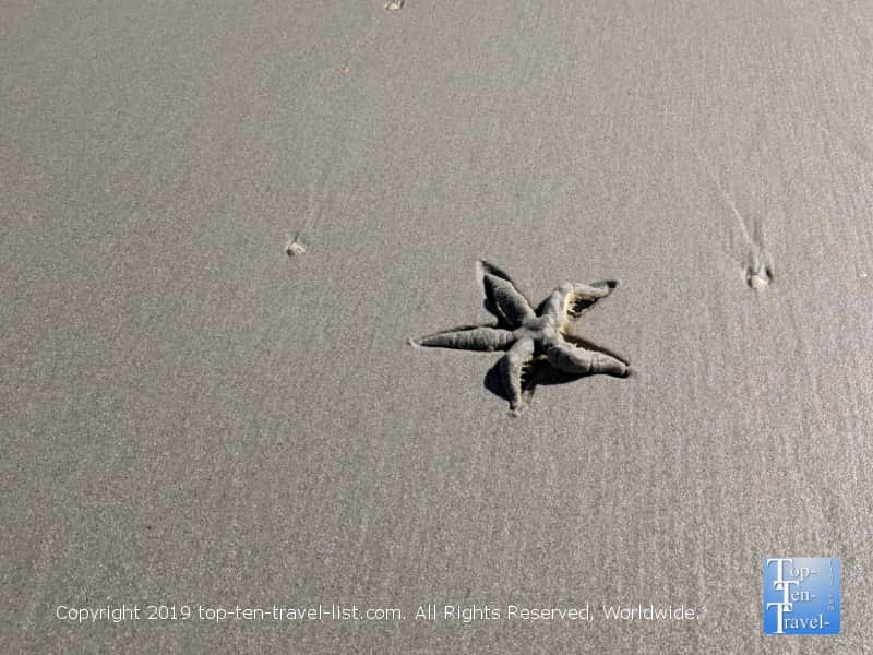 Starfish at Isle of Palms beach