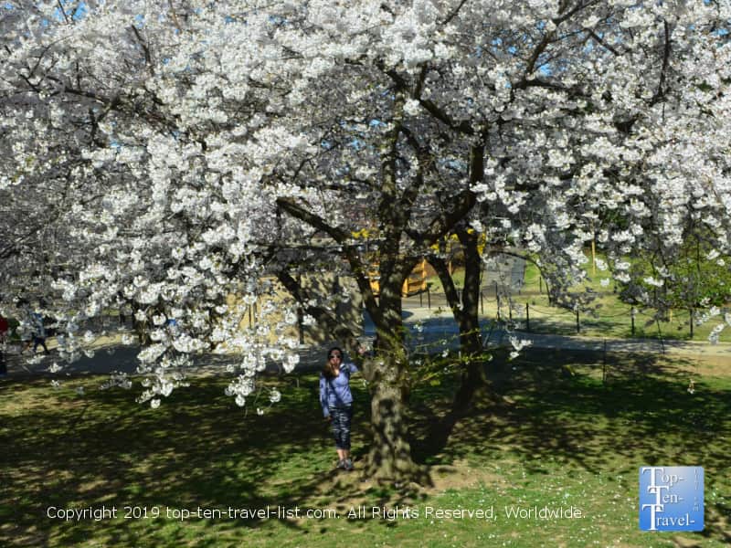 Lovely cherry blossom photo opp in Washington D.C.
